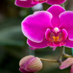 Orquídeas e Cascas de Banana Um Casamento Perfeito