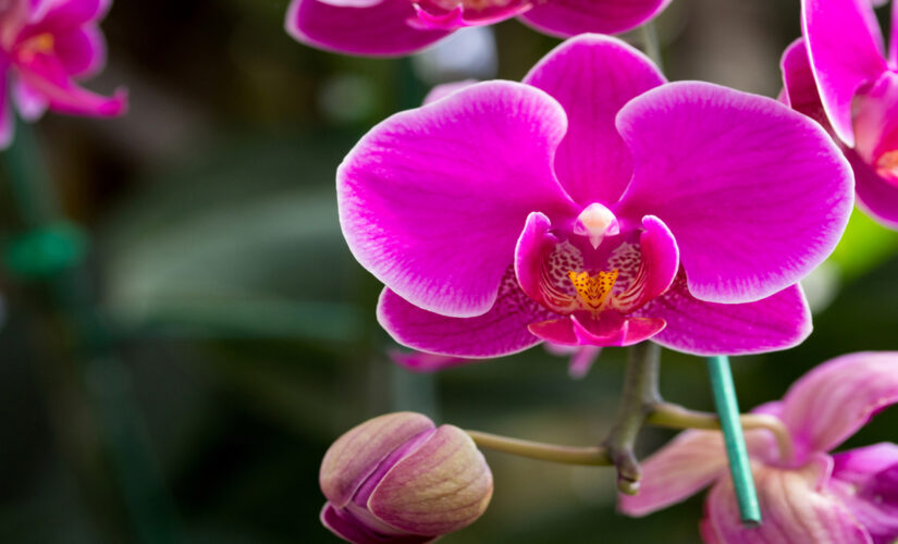 Orquídeas e Cascas de Banana Um Casamento Perfeito