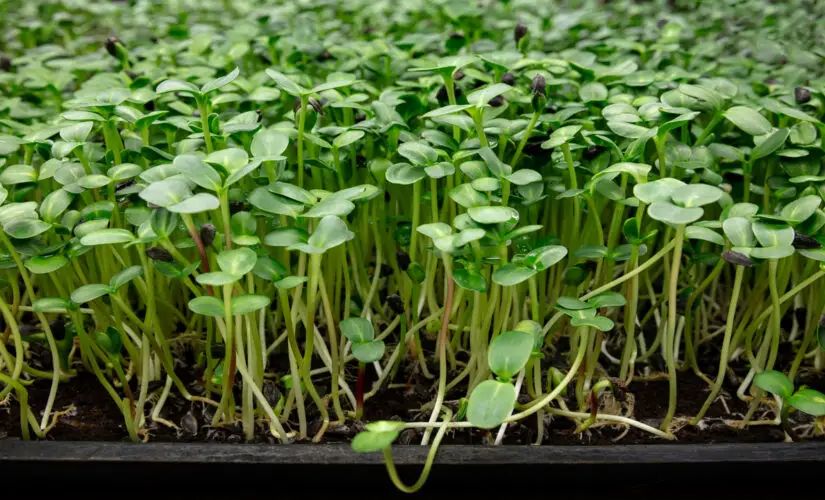 Descubra Por Que o Agrião é Considerado o Alimento Mais Saudável do Mundo