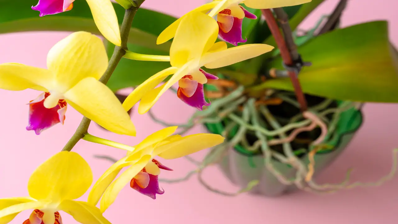 Orquídeas e Cascas de Banana Um Casamento Perfeito
