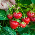 Guia Definitivo para Plantar Morango na sua Casa