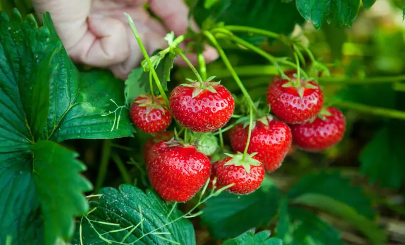 Guia Definitivo para Plantar Morango na sua Casa