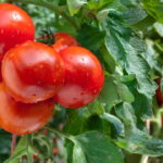 Plantar Tomate