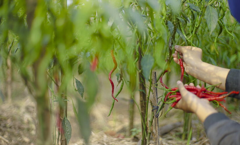 Plantar Pimenta Dedo-de-Moça