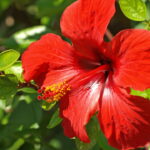 Dicas Infalíveis para Plantar Hibisco no Quintal ou em Vasos