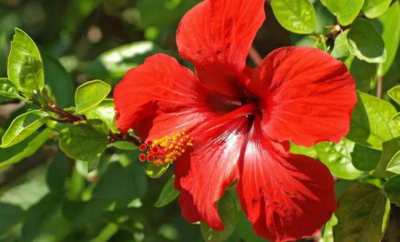 Dicas Infalíveis para Plantar Hibisco no Quintal ou em Vasos