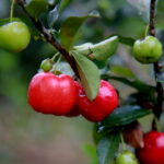 Como Plantar Acerola em Vasos e Ter Frutas Frescas o Ano Todo