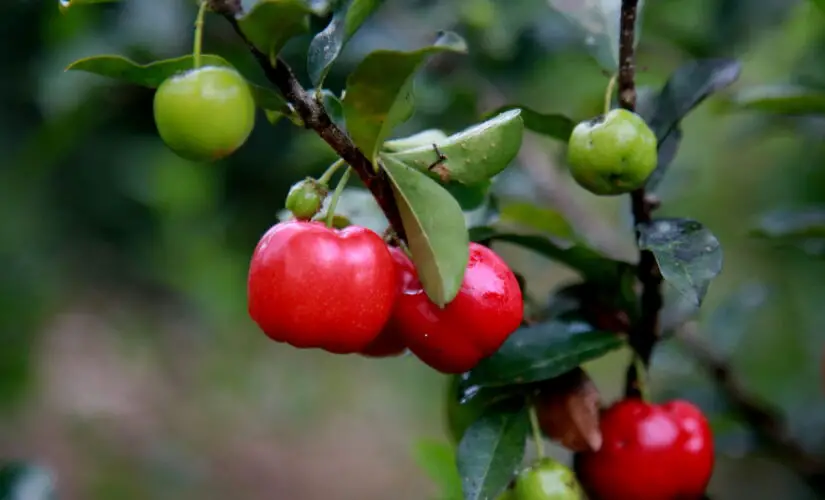 Como Plantar Acerola em Vasos e Ter Frutas Frescas o Ano Todo