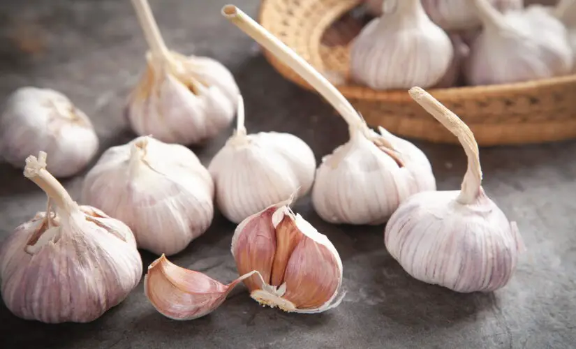 Como Plantar Alho em Casa e Ter um Temperinho Sempre Fresco