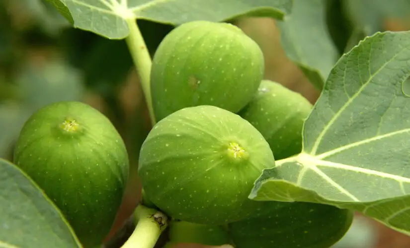 O Segredo para Plantar Figo e Garantir Frutos Suculentos
