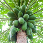 Como Plantar Mamão em Casa e Garantir Frutas o Ano Todo