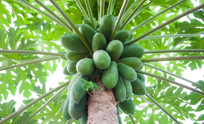Como Plantar Mamão em Casa e Garantir Frutas o Ano Todo