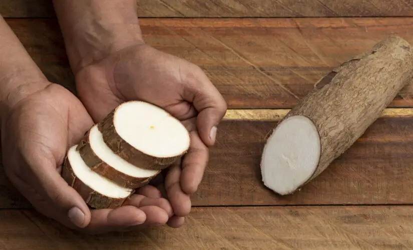 Passo a Passo para Plantar Mandioca Saudável e Natural em Casa