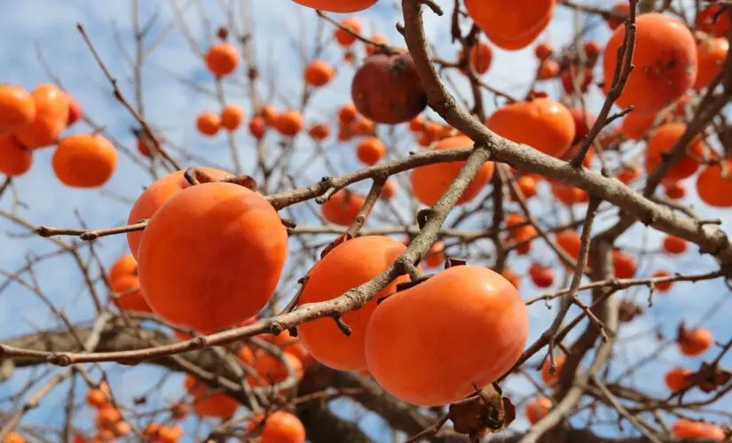 Como Fazer seu Caquizeiro Crescer Melhor e Render Mais Frutos