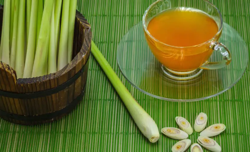 Como Preparar Chá de Capim-Santo Sem Perder o Sabor Natural