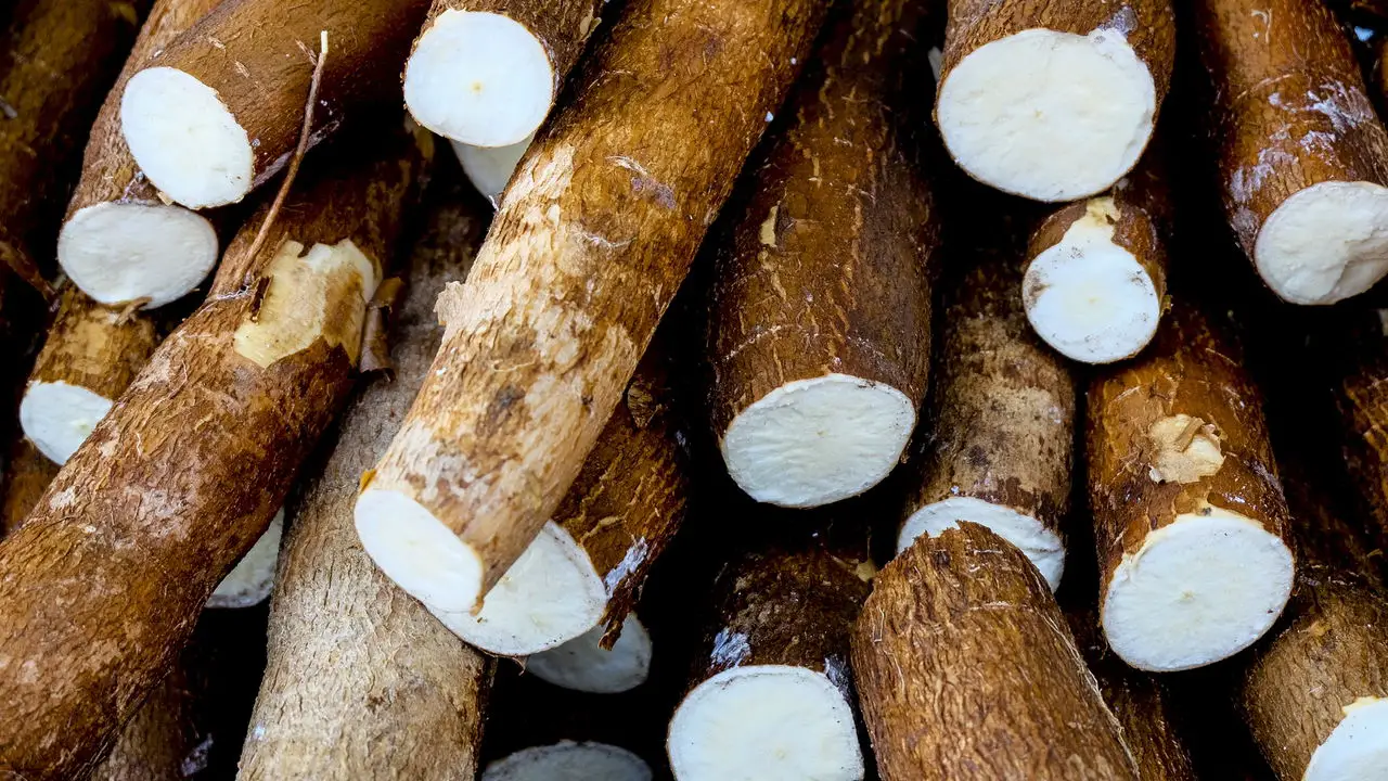 O Segredo para Plantar Mandioca e Ter Raízes Sempre Grandes
