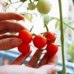 Tomate Cereja