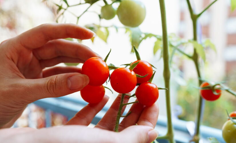 Tomate Cereja