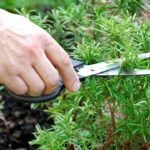 Dicas Infalíveis para Plantar Alecrim e Ter uma Horta Sempre Verde