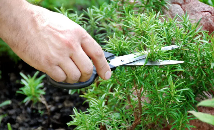 Dicas Infalíveis para Plantar Alecrim e Ter uma Horta Sempre Verde