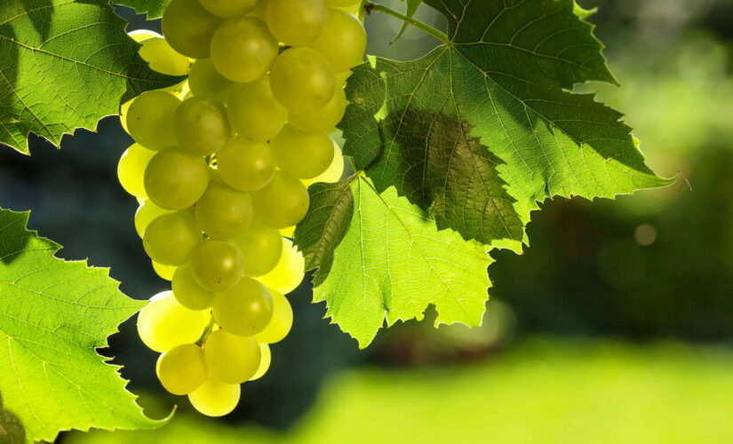 Passo a Passo para Produzir Uvas Verdes Doces e Suculentas