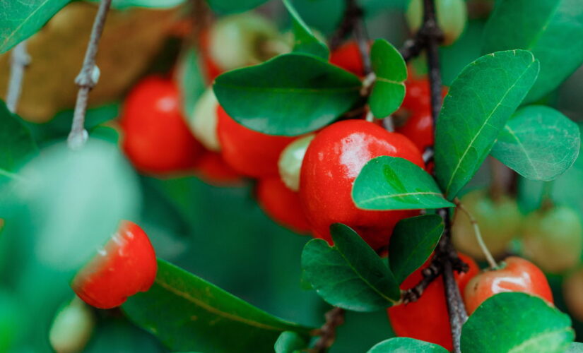 Como Fazer sua Acerola Crescer Melhor e Render Mais na Horta