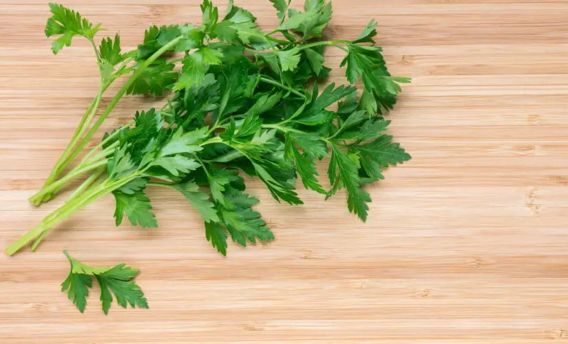 Passo a Passo para Produzir Salsa Fresca Durante Todo o Ano