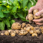 Dicas Infalíveis para Cultivar Batatas de Forma Simples