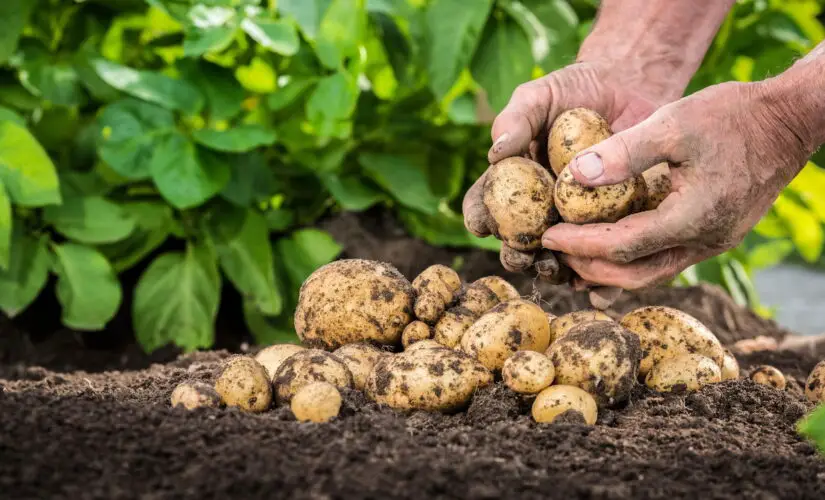 Dicas Infalíveis para Cultivar Batatas de Forma Simples