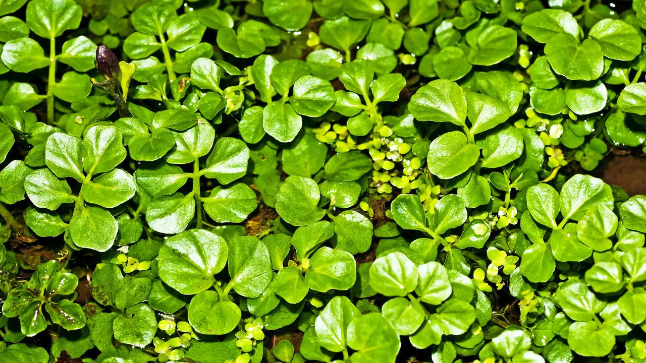 Como Cultivar Agrião e Garantir Folhas Sempre Frescas