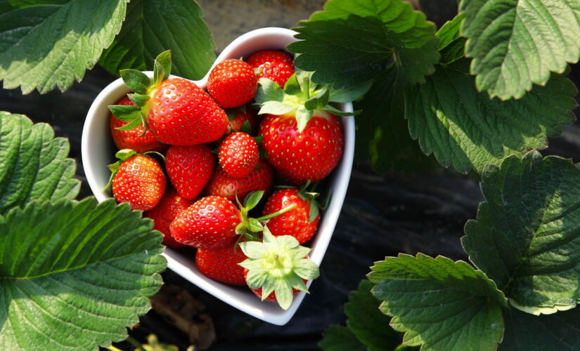 Como Plantar Morango em Casa com esse Passo a Passo Completo