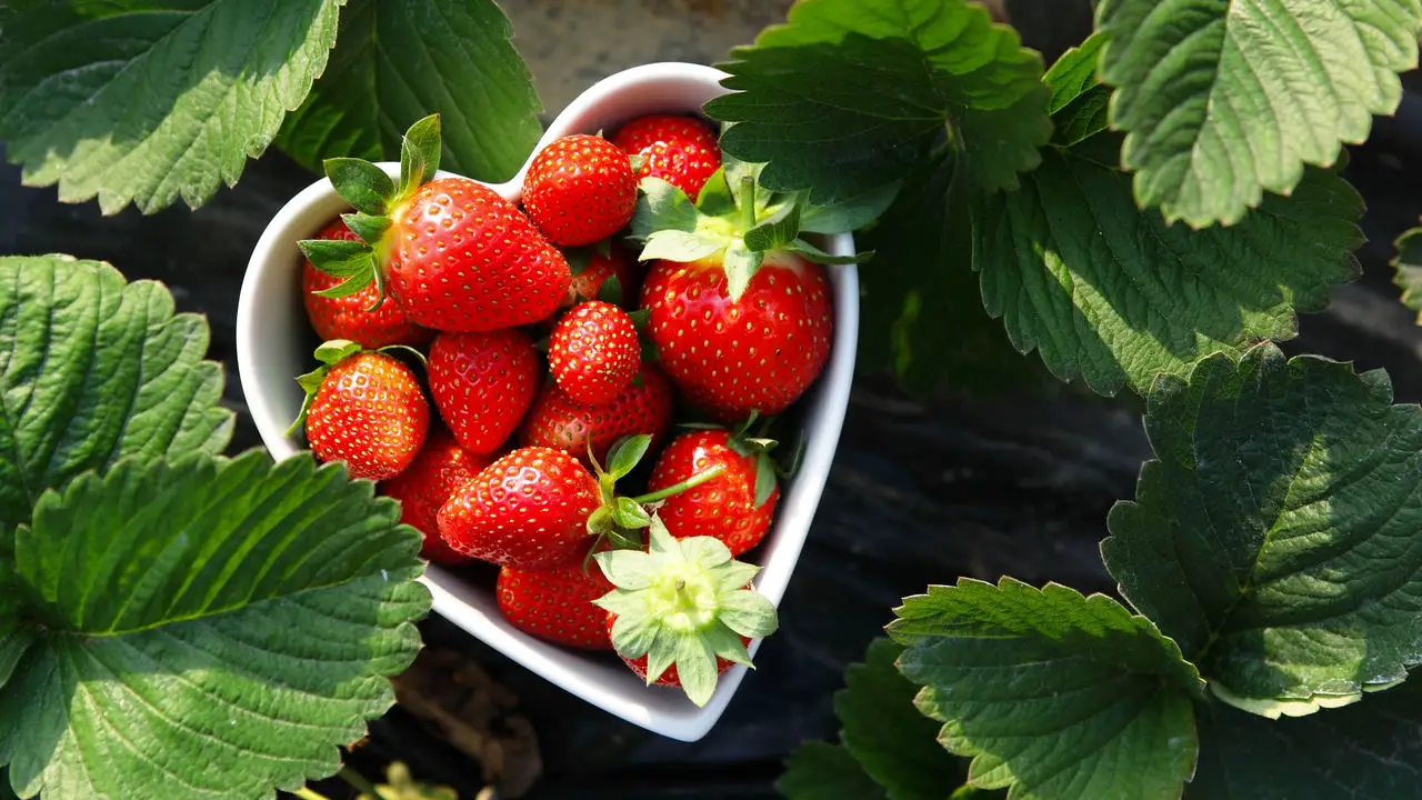 Como Plantar Morango em Casa com esse Passo a Passo Completo