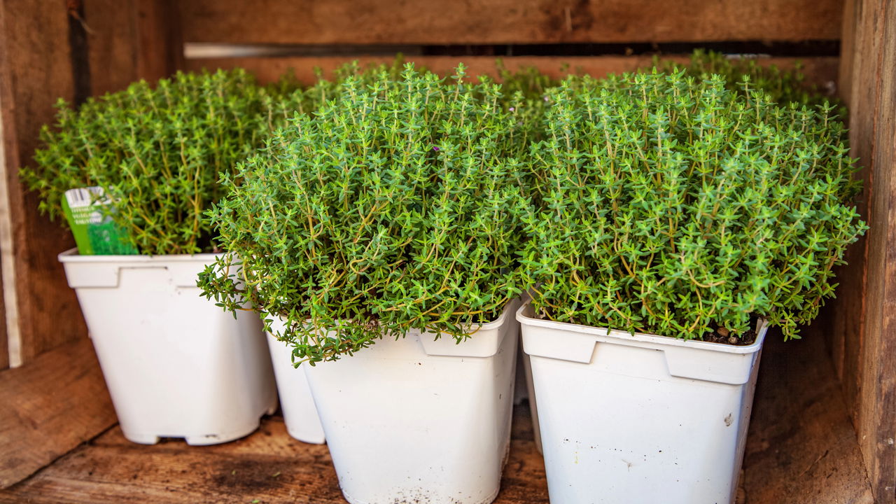 Dicas Essenciais para Plantar Tomilho e Ter um Cultivo Produtivo