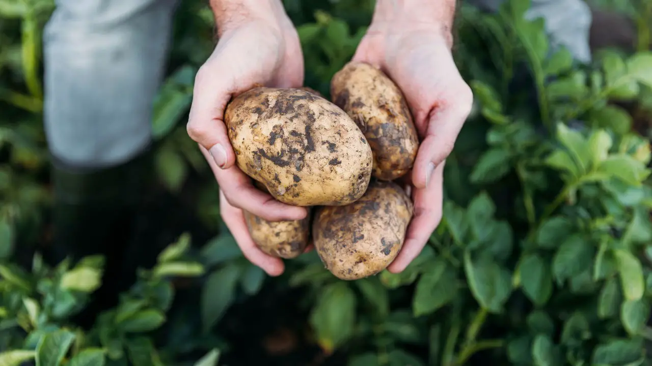 Dicas Infalíveis para Cultivar Batatas de Forma Simples