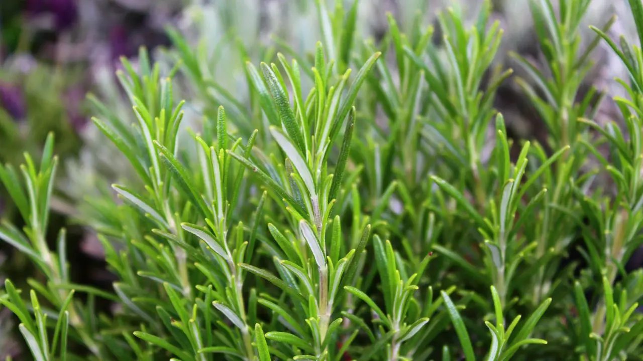 Dicas Infalíveis para Plantar Alecrim e Ter uma Horta Sempre Verde