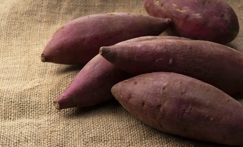 Dicas Práticas para Plantar Batata Doce e Garantir uma Colheita Farta