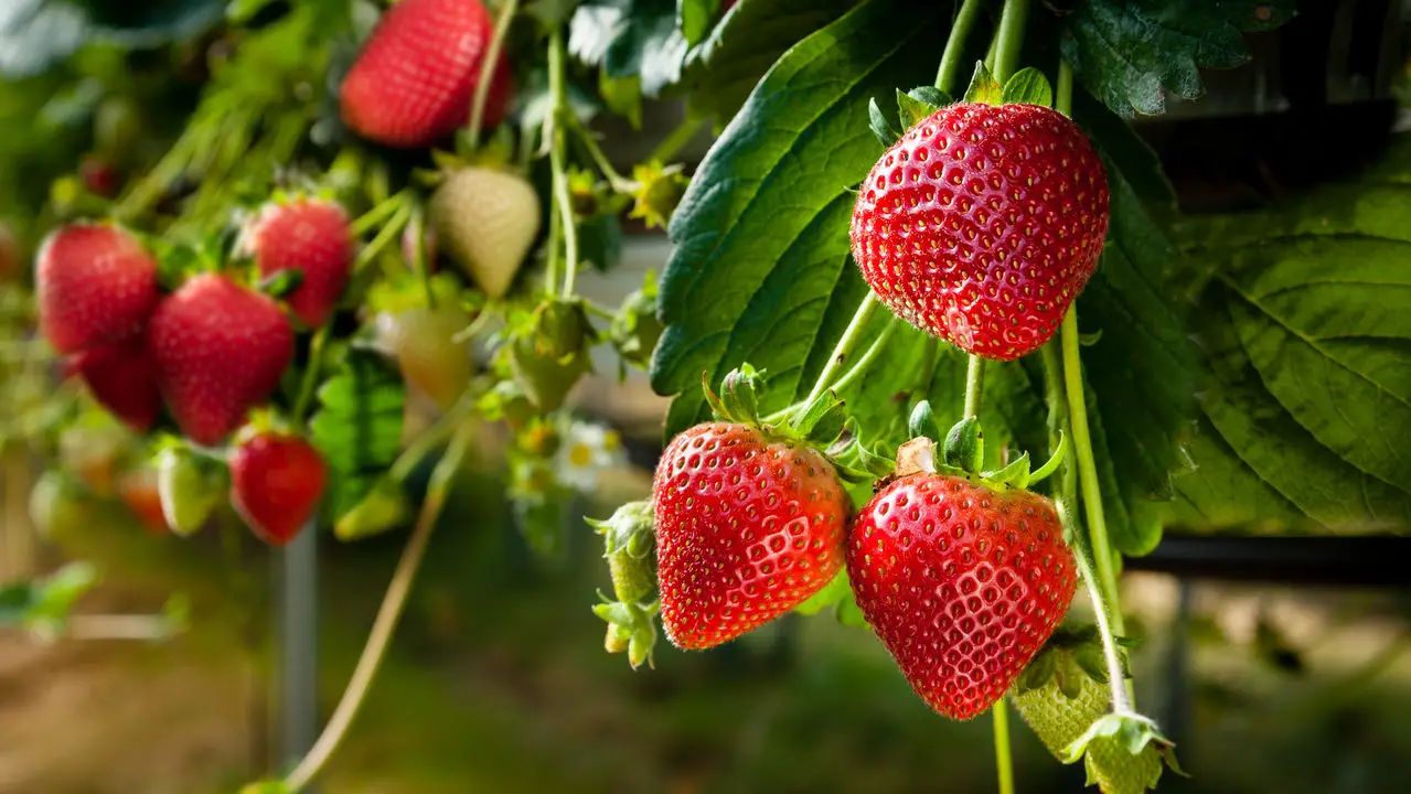 Guia Definitivo para Plantar Morango na sua Casa