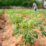 O Segredo para Plantar Mandioca e Ter Raízes Sempre Grandes