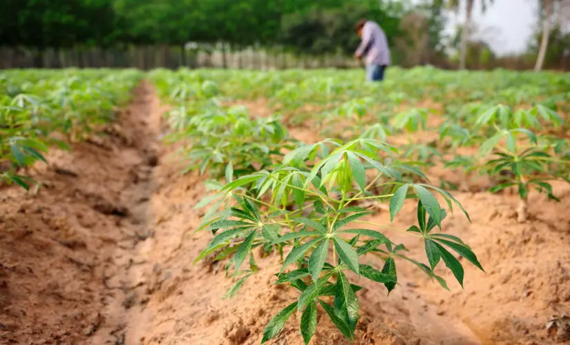 O Segredo para Plantar Mandioca e Ter Raízes Sempre Grandes
