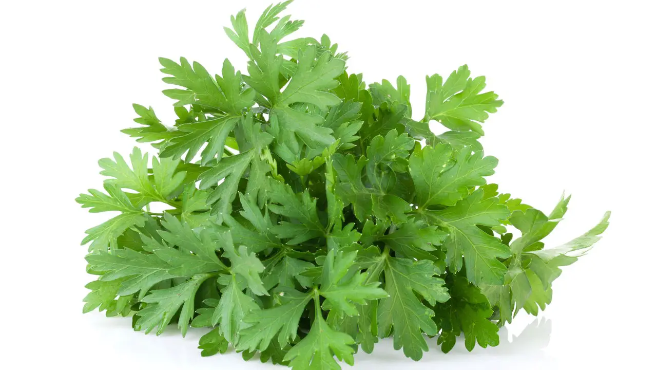 Passo a Passo para Produzir Salsa Fresca Durante Todo o Ano