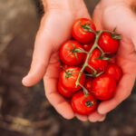 Dicas Infalíveis para Plantar Tomate Cereja e Ter Frutas Sempre