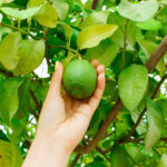 Plantar Limão - Freepik