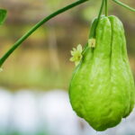 Como Cultivar Chuchu e Ter uma Colheita Sempre Produtiva