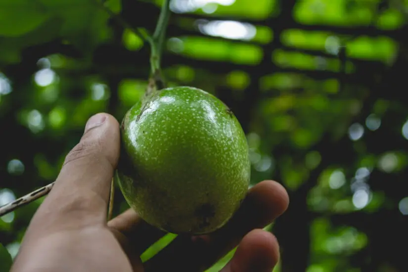 Plantar Maracujá - Freepik