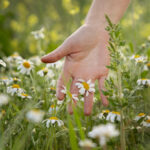 Plantar Camomila - Freepik