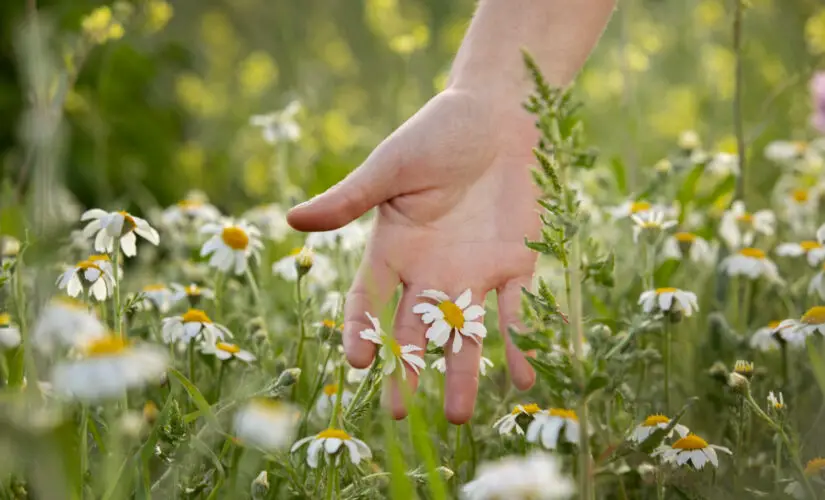 Plantar Camomila - Freepik
