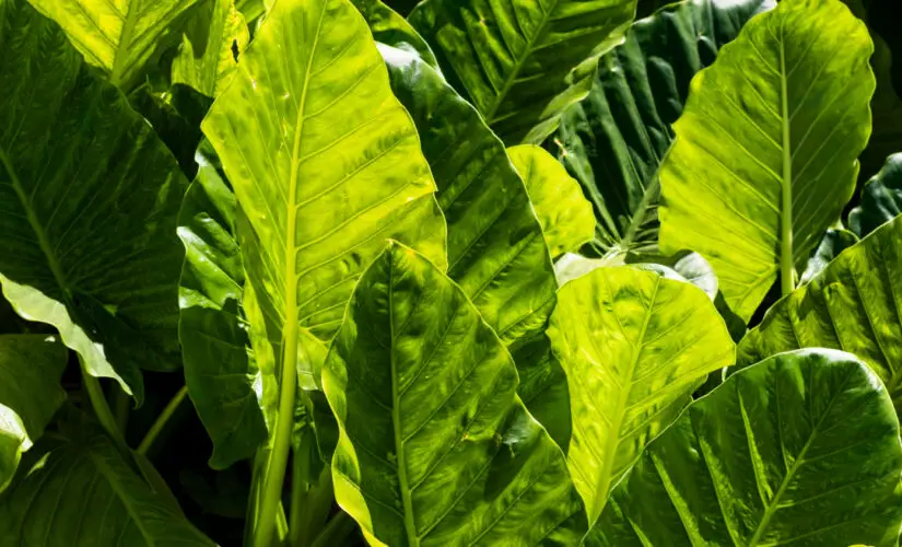 Plantar Taioba - Freepik