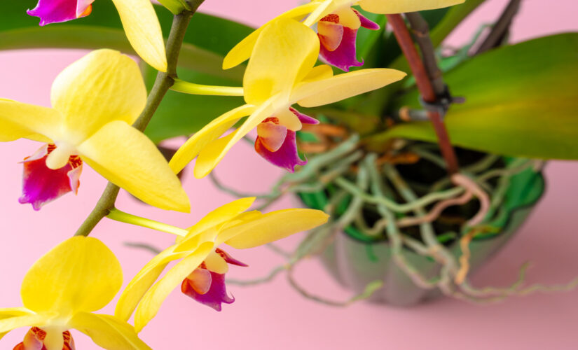 Orquídeas e Cascas de Banana Um Casamento Perfeito