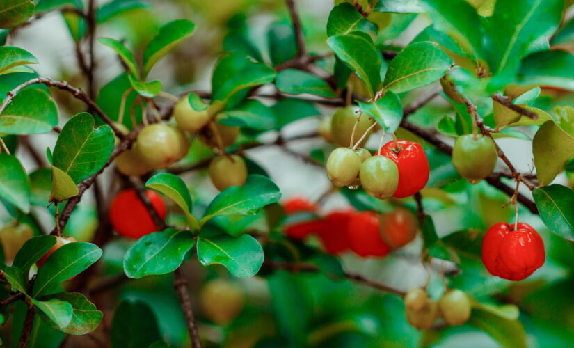 Como Plantar Acerola em Vasos e Ter Frutas Frescas o Ano Todo