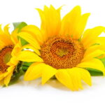 Dicas Práticas para Plantar Girassol e Ter um Jardim Encantador
